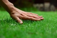 Spring Lawn 101 and Landscape Tips