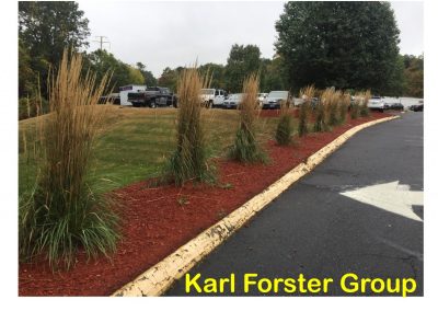 Grass Karl Forster 2