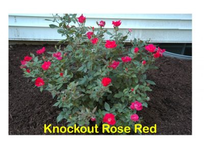 Knock out Rose Red