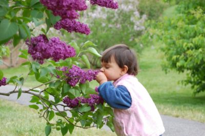 lilac and child