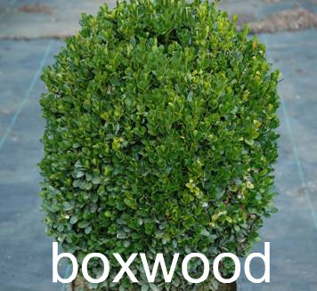 Boxwood Green Velvet