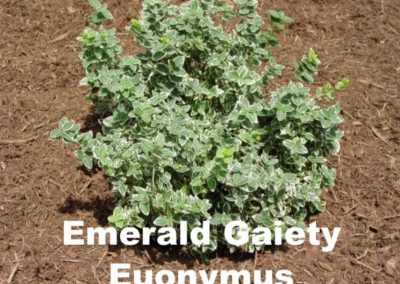 Emerald Gaity Euonymus