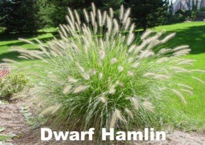 Grass dwarf fountain