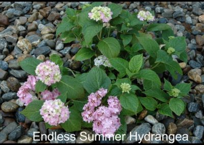 Hydrangea Endless Summer