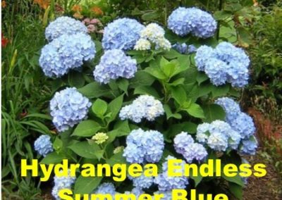 Hydrangea endless summer blue