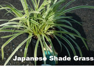Japanese Shade Grass
