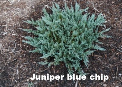 Juniper blue chip