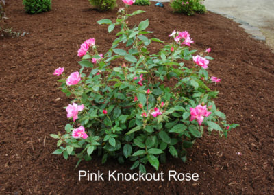 Knock Out Rose Pink