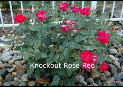 Knock Out Rose.