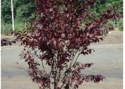 Tree Plum tree