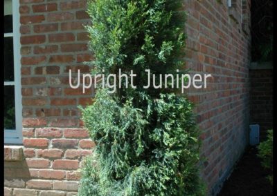 Upright Juniper.