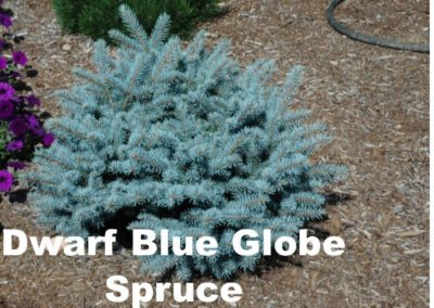 dwarf blue globe spruce