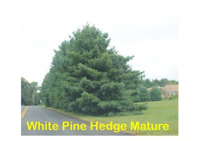 White Pine Hedge